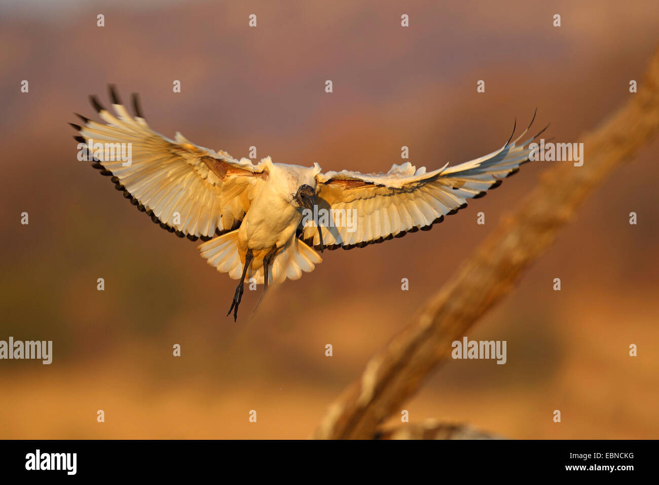 Sacred Ibis (Threskiornis Aethiopicus), Ibis, um land, Südafrika, Pilanesberg National Park nach einem toten Baum fliegen Stockfoto