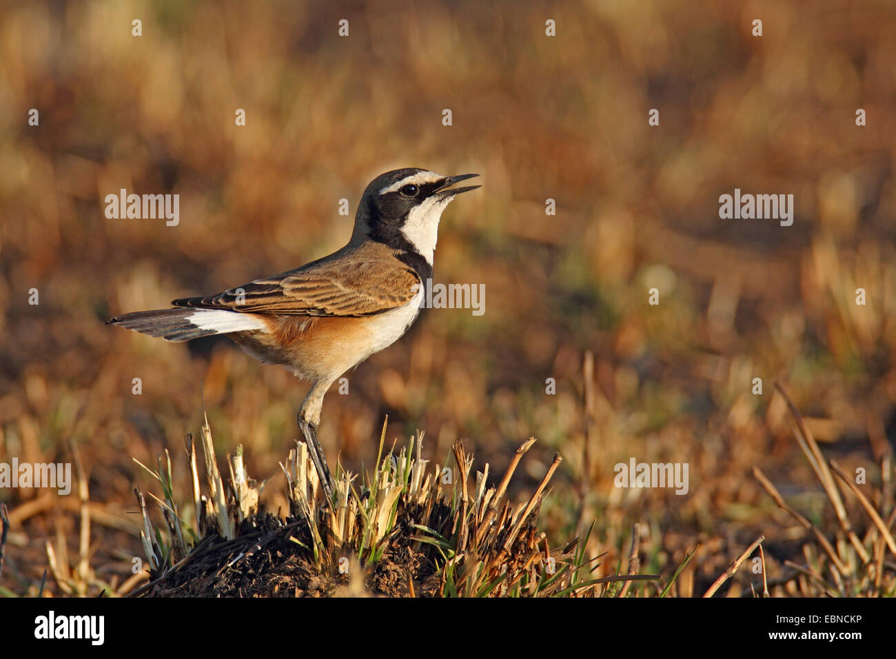 Angeschnittene Ärmel Steinschmätzer (Oenanthe Pileata), Männlich, singen, Südafrika, Pilanesberg Nationalpark Stockfoto