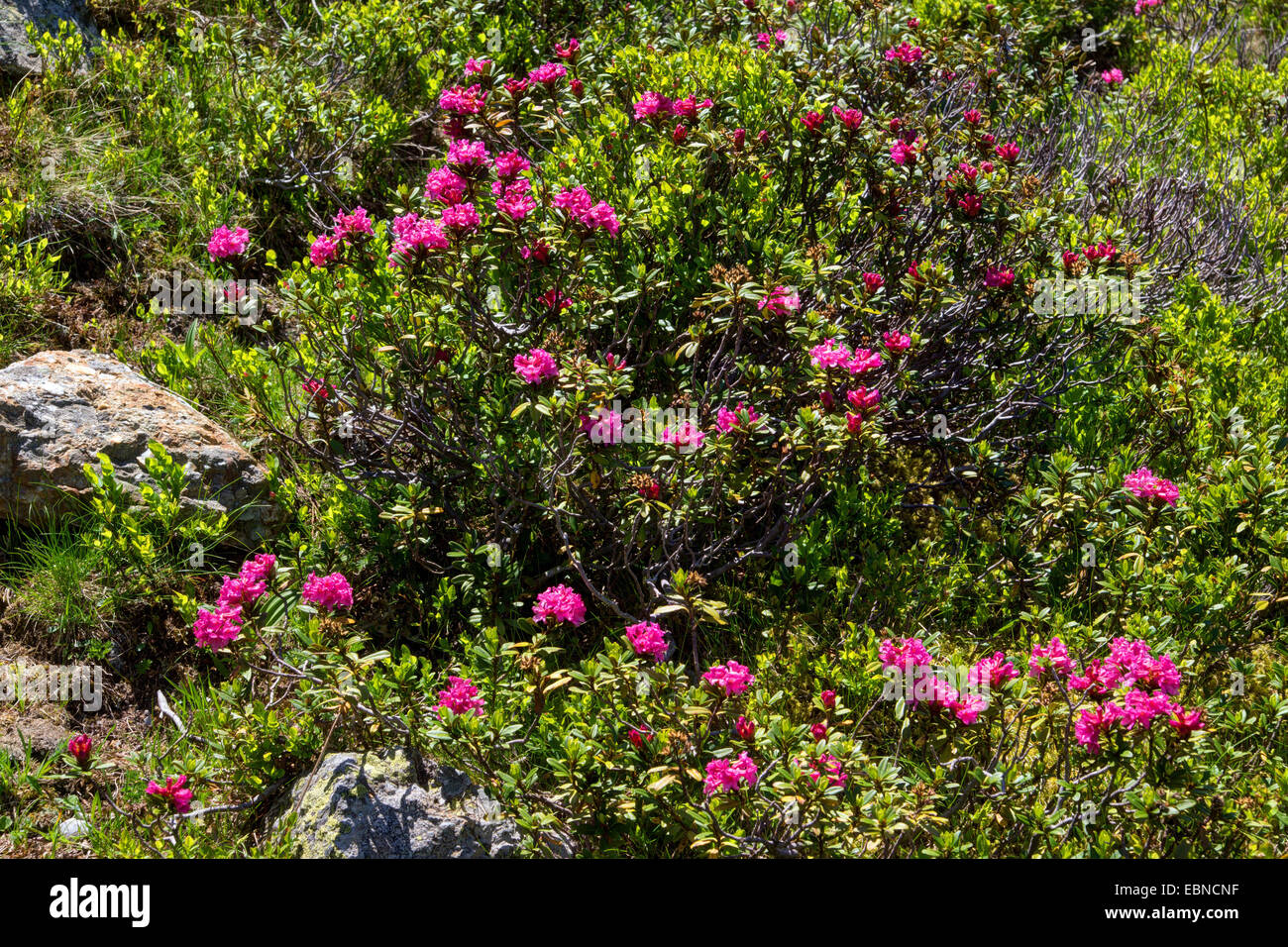 Rost-leaved Alpenrose (Rhododendron Ferrugineum), blühen, Österreich, Kärnten, Nationalpark Nockberge Stockfoto