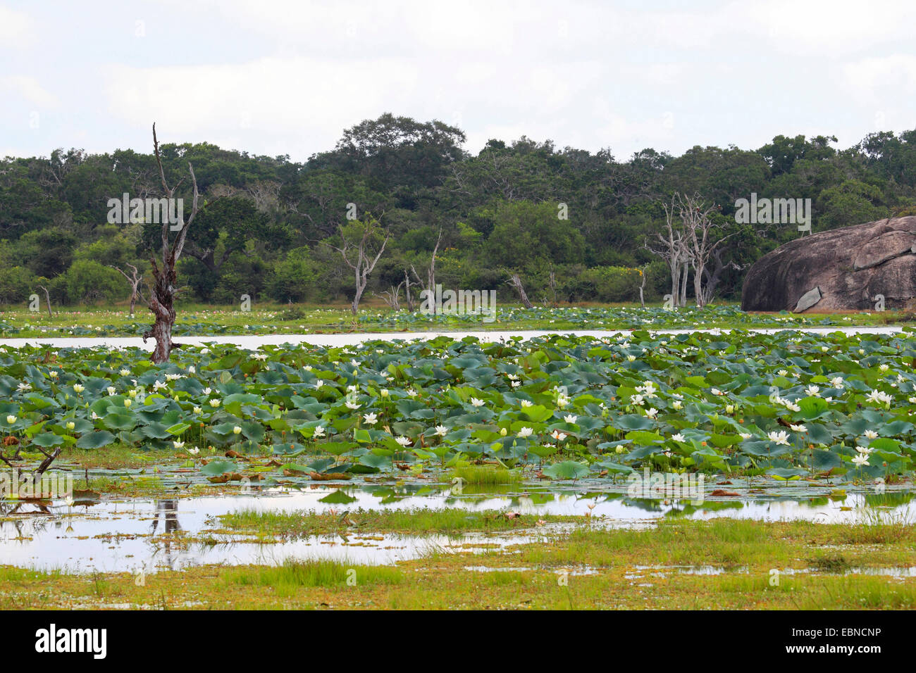 Ost-indischen Lotus (Nelumbo Nucifera), Teich mit blühenden ostindischen Lotus, Sri Lanka, Yala National Park Stockfoto