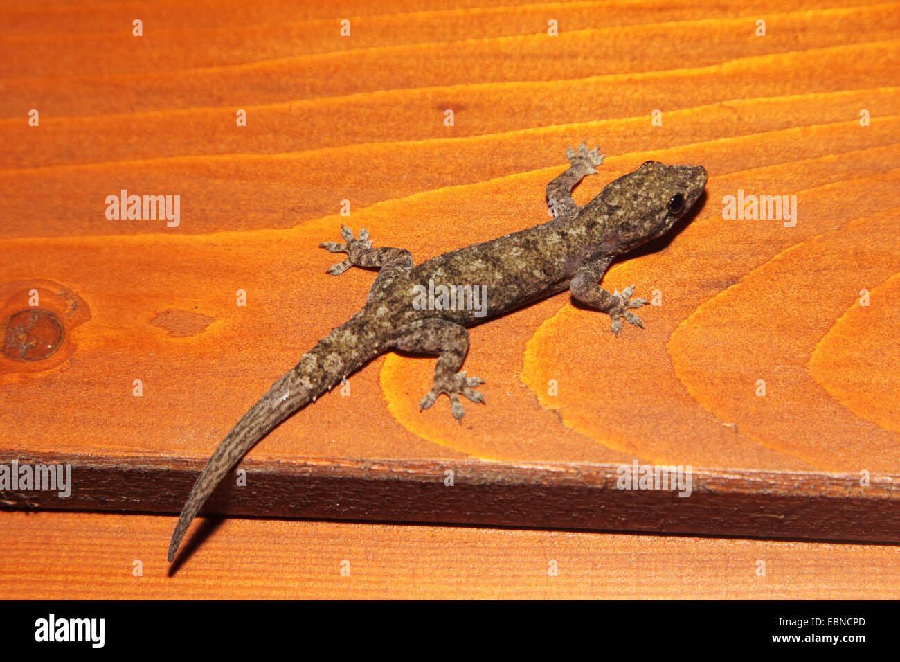 Gefleckte Haus Gecko (Hemidactylus Brookii Parvimaculata), auf einem Brett, Sri Lanka Stockfoto