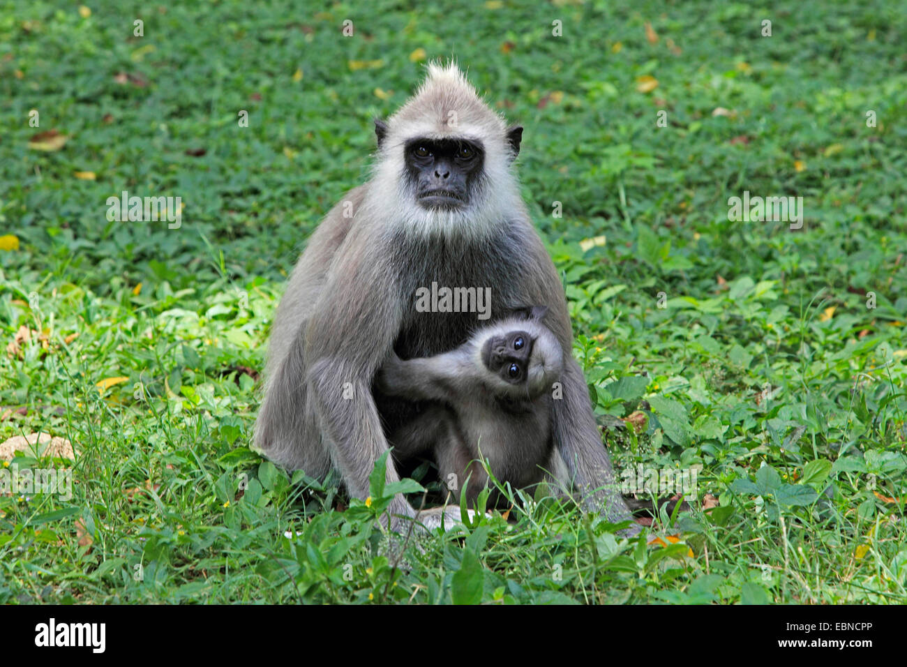 Getuftet grauen Languren (Semnopithecus Priamos), mit dem Welpen, Sri Lanka, Yala National Park Stockfoto