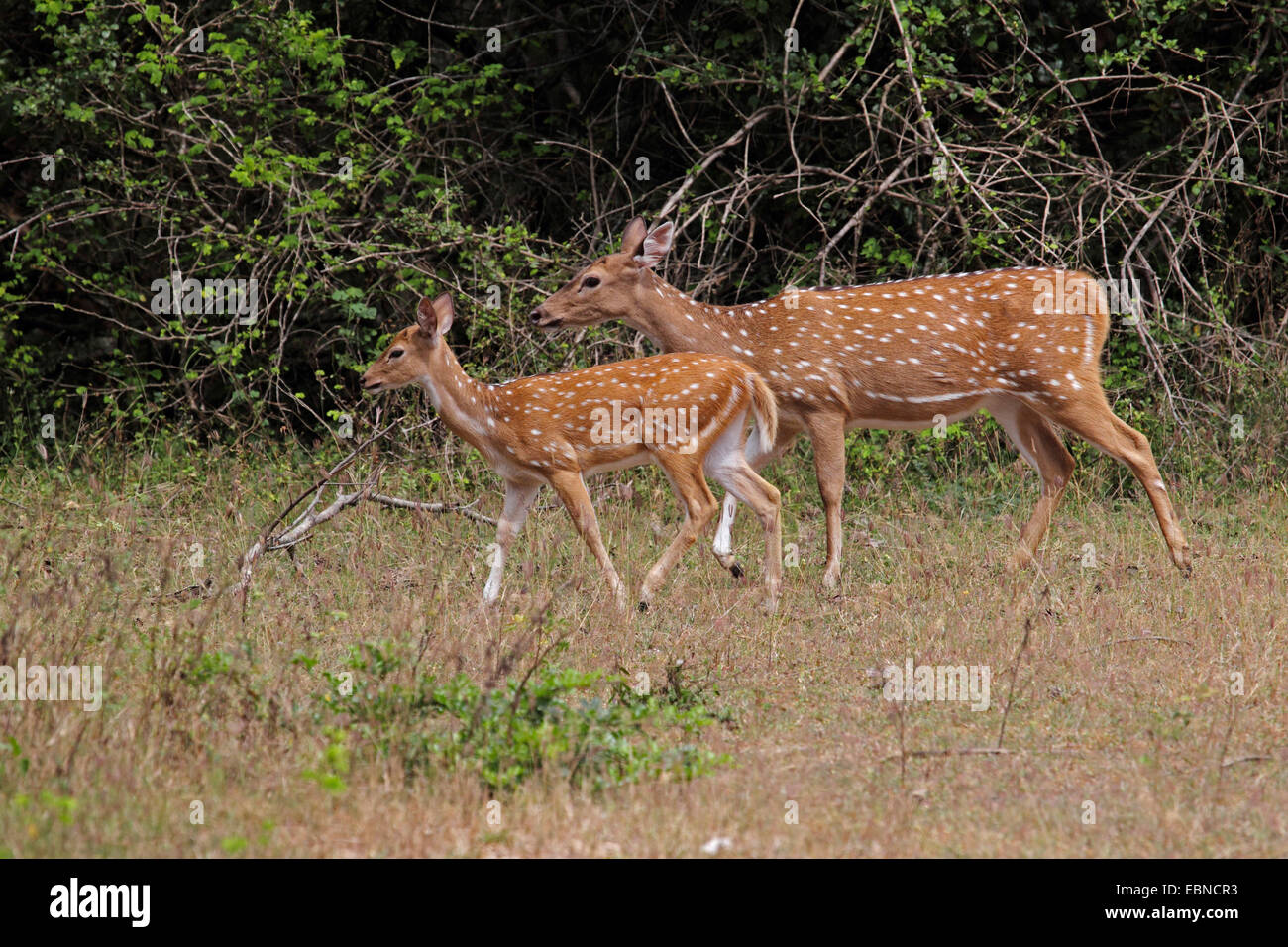 entdeckt Rehe, Axishirsche, chital (Axis Axis, Cervus Achse), weiblich mit Rehkitz, Sri Lanka, Yala National Park Stockfoto