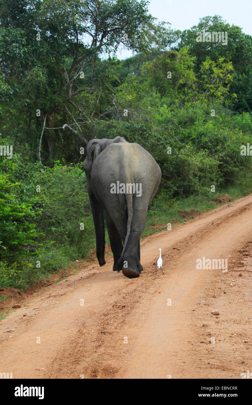 Sri Lanka Elefant, Asiatischer Elefant, Asiatischer Elefant (Elephas Maximus, Elephas Maximus Maximus), zu Fuß mit einem Kuhreiher auf einem Pfad, Sri Lanka, Udawalawe National Park Stockfoto