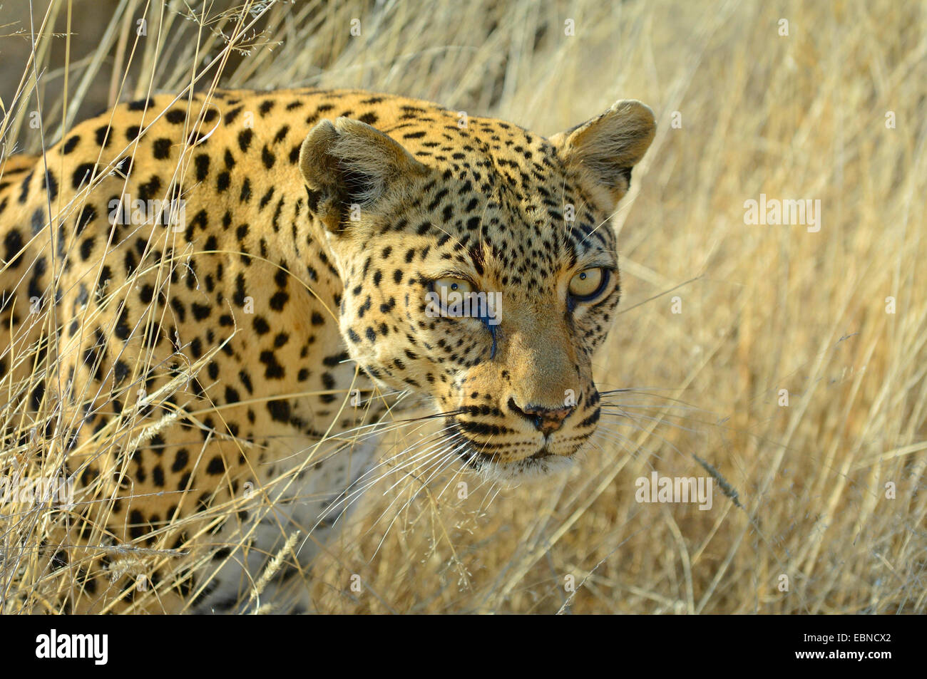 Leopard (Panthera Pardus), Portrait in Morgen Licht, Namibia, Etosha Nationalpark Stockfoto