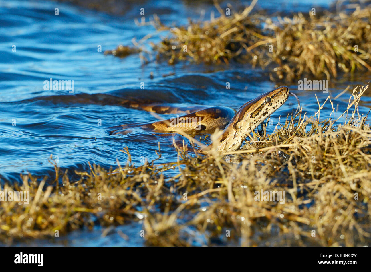 Southern African Rock Python (Python Natalensis), Schwimmen im Fluss Chobe, Botswana, Chobe National Park Stockfoto