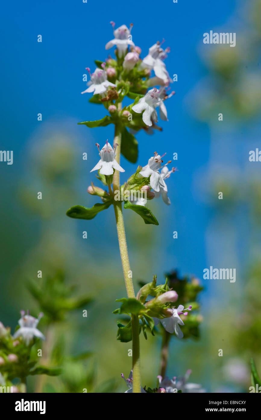 Garten-Thymian, englische Thymian, gemeinsame Thymian (Thymus Vulgaris), Blütenstand Stockfoto