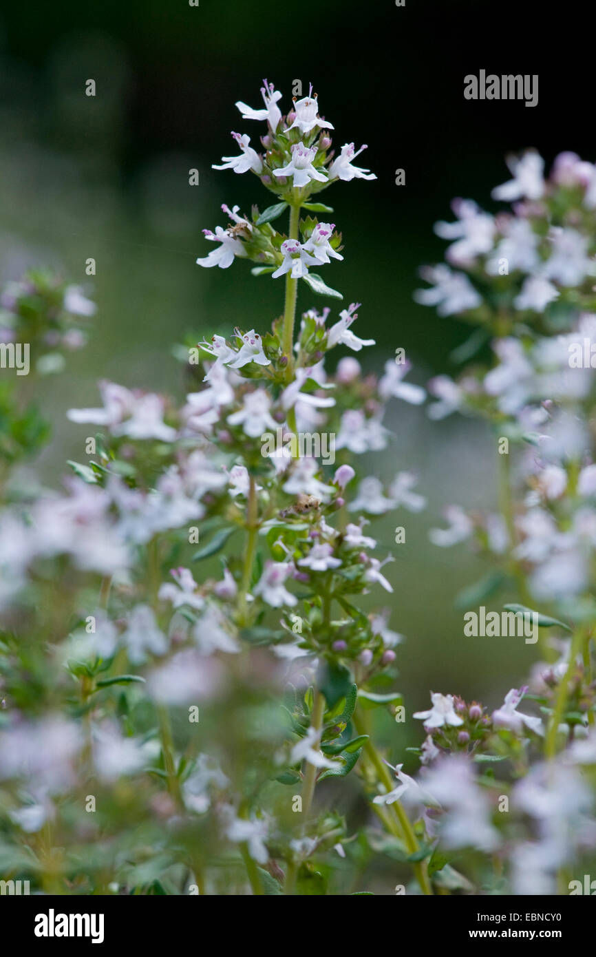 Garten-Thymian, englische Thymian, gemeinsame Thymian (Thymus Vulgaris), blühen Stockfoto
