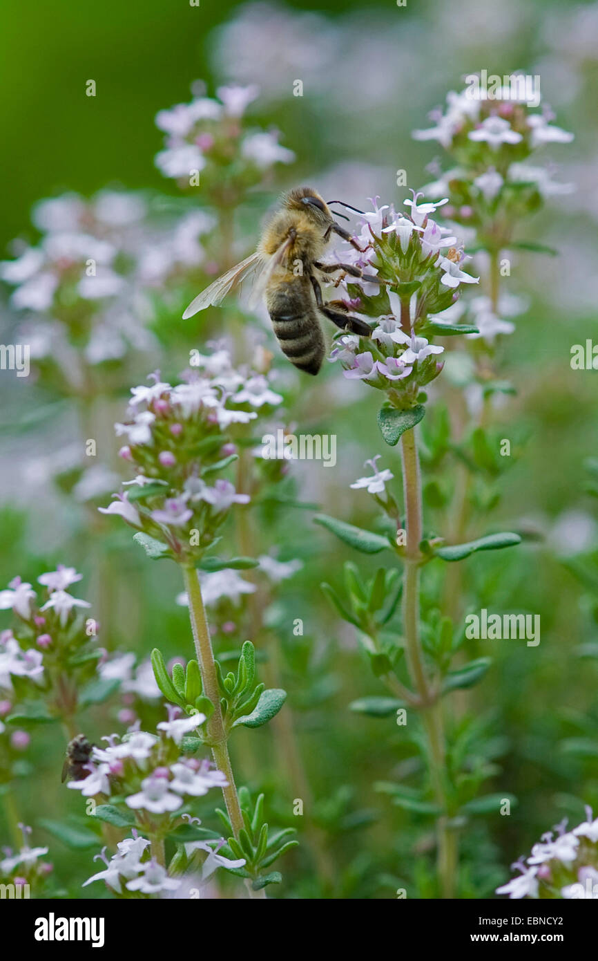 Garten-Thymian, englische Thymian, gemeinsame Thymian (Thymus Vulgaris), Blütenstand mit Biene, Deutschland Stockfoto