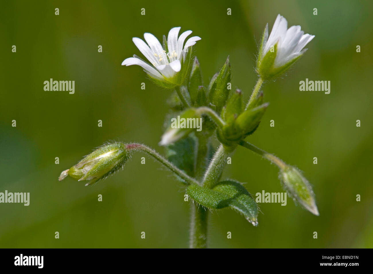 Gemeinsamen Hornkraut (Cerastium Holosteoides), Blütenstand, Deutschland Stockfoto