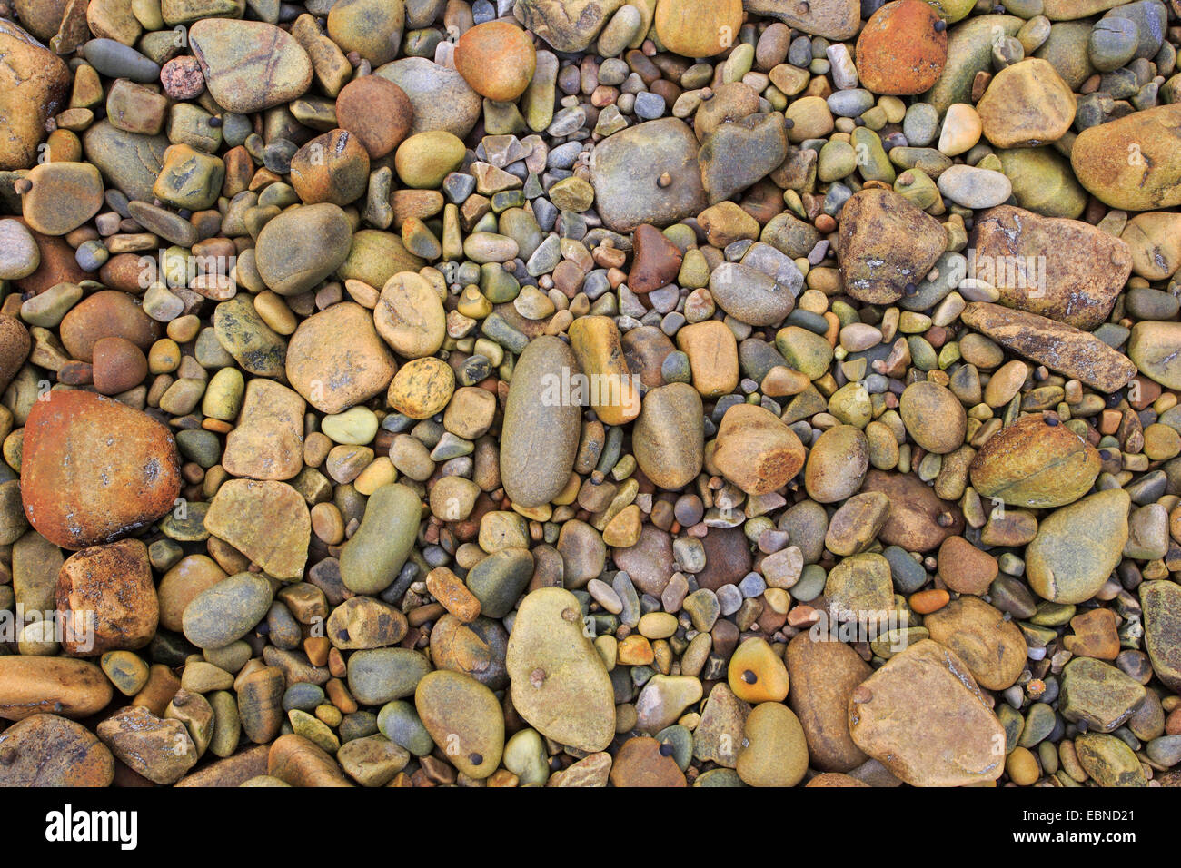 Kieselsteine am Strand, Großbritannien, Schottland Stockfoto