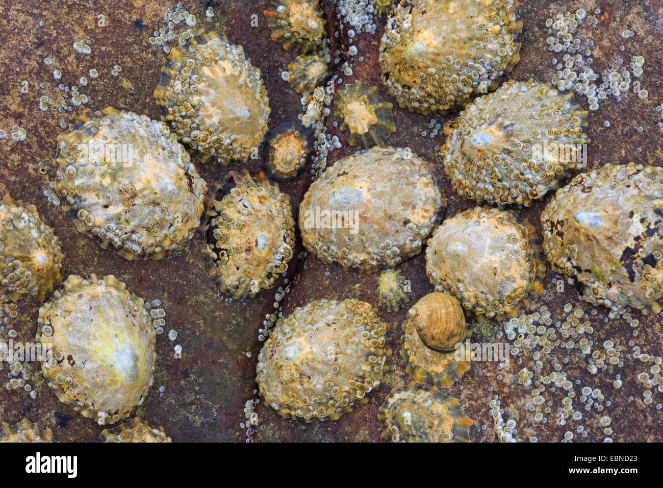 Napfschnecken, echte Napfschnecken (Patellidae), Napfschnecken auf einem Felsen, Großbritannien, Schottland Stockfoto