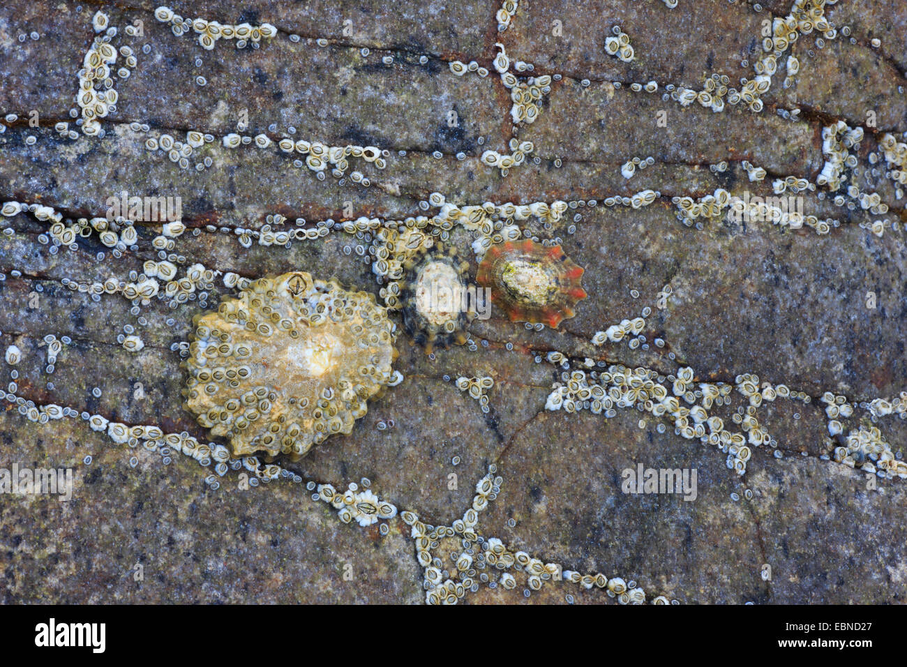 Napfschnecken, echte Napfschnecken (Patellidae), Napfschnecken auf einem Felsen, Großbritannien, Schottland Stockfoto