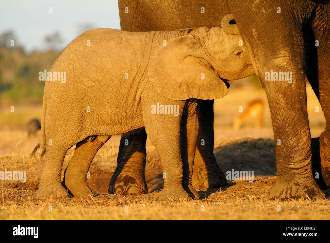 Afrikanischer Elefant (Loxodonta Africana), saugen Elefantenbaby im Abendlicht, Botswana Chobe-Nationalpark Stockfoto