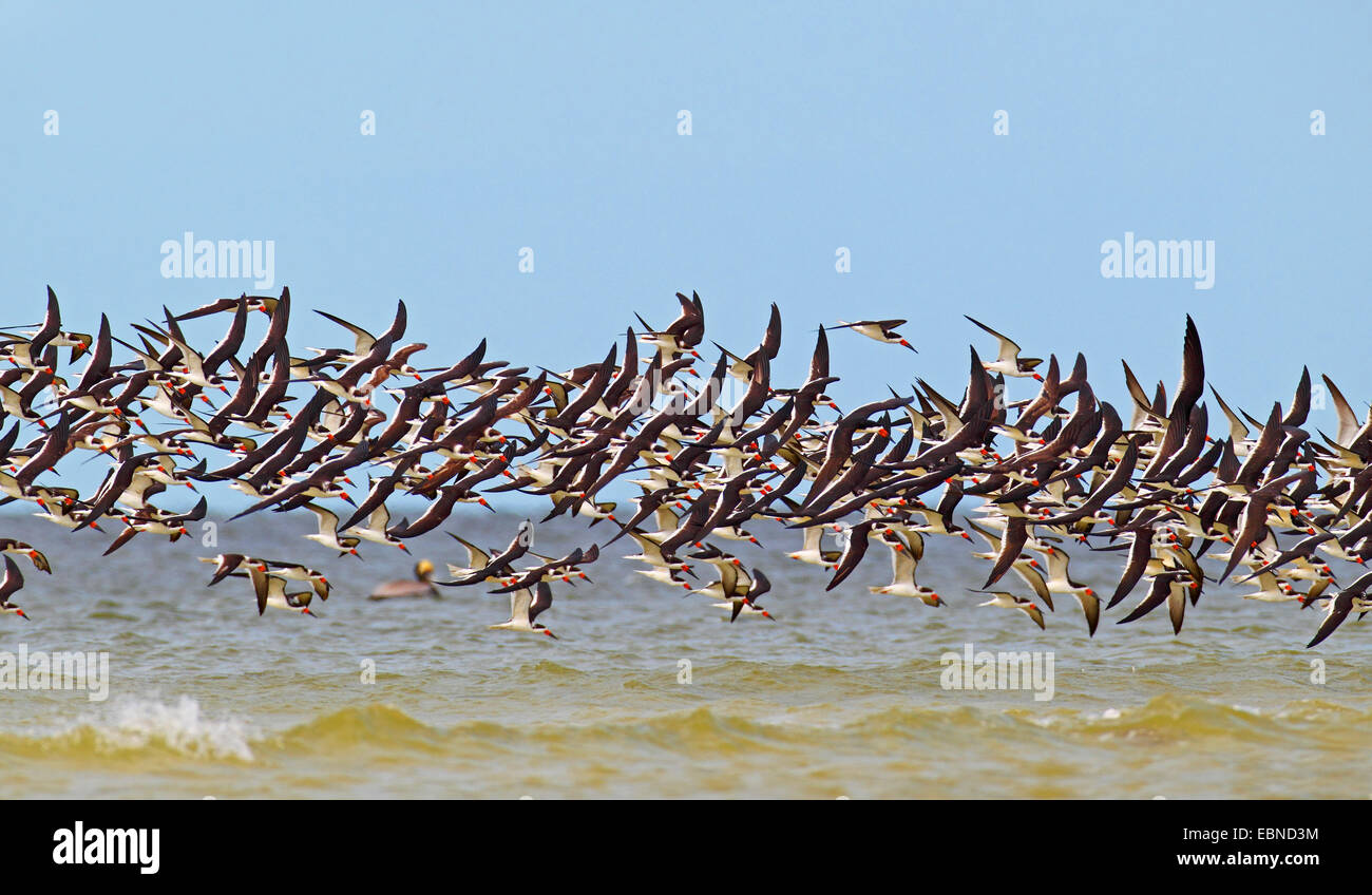 Schwarz-Skimmer (Rynchops Niger), Flock schwarz Skimmer, USA, Florida und Umgebung: fliegen Stockfoto