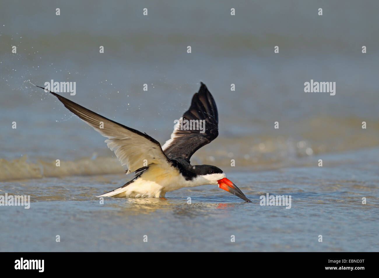 Schwarz-Skimmer (Rynchops Niger), fliegen in seichtem Wasser, USA, Florida Stockfoto