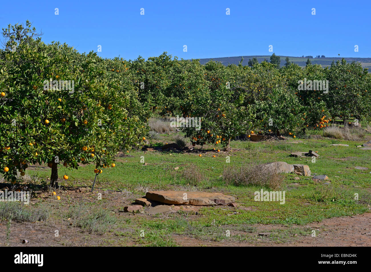 Orangenbaum (Citrus Sinensis), orange Plantage, Südafrika, Western Cape, Clanwilliam Stockfoto