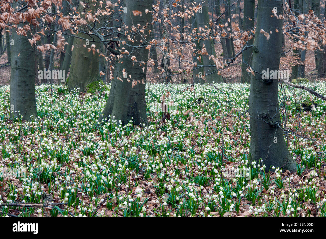 Frühling Schneeflocke (Leucojum Vernum), wilde Pflanzen blühen, Deutschland Stockfoto