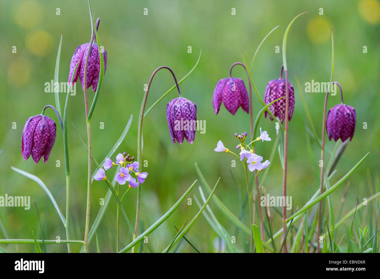 gemeinsamen Fritillary, Schlange-Kopf Fritillaria (Fritillaria Meleagris), blühen in eine Wiese mit Cardamine Pratensis, Deutschland Stockfoto