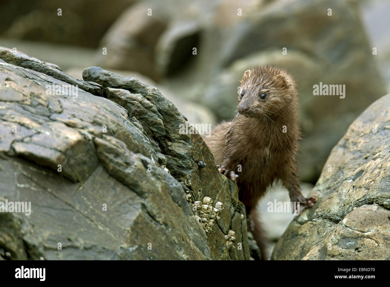 Amerikanischer Nerz (Mustela Vison, Neovison Vison), spähte hinter einem Felsen, USA, Alaska, Tongass National Forest Stockfoto