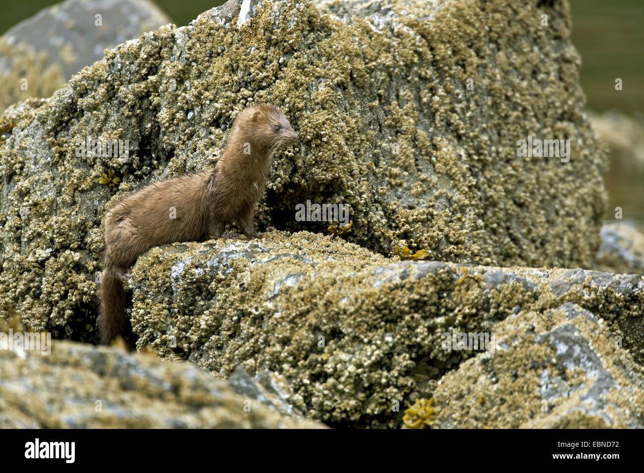 Amerikanischer Nerz (Mustela Vison, Neovison Vison), sitzen auf Felsen, USA, Alaska, Tongass National Forest Stockfoto