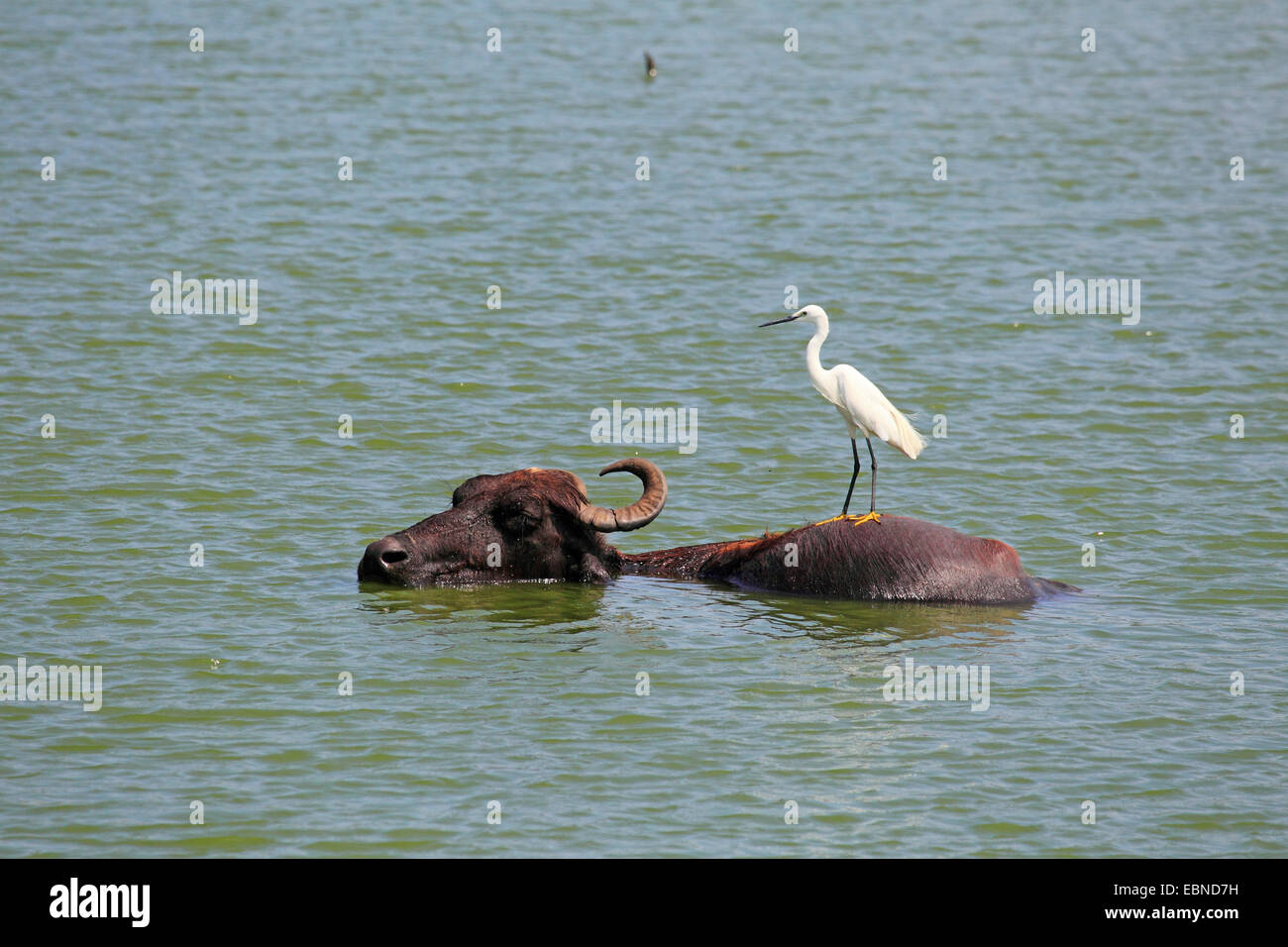Asiatische Wasserbüffel, wilde Wasserbüffel, Carabao (beispielsweise Bubalus Bubalus Arnee), mit Silberreiher; Casmerodius Albus, Sri Lanka, Udawalawe National Park Stockfoto