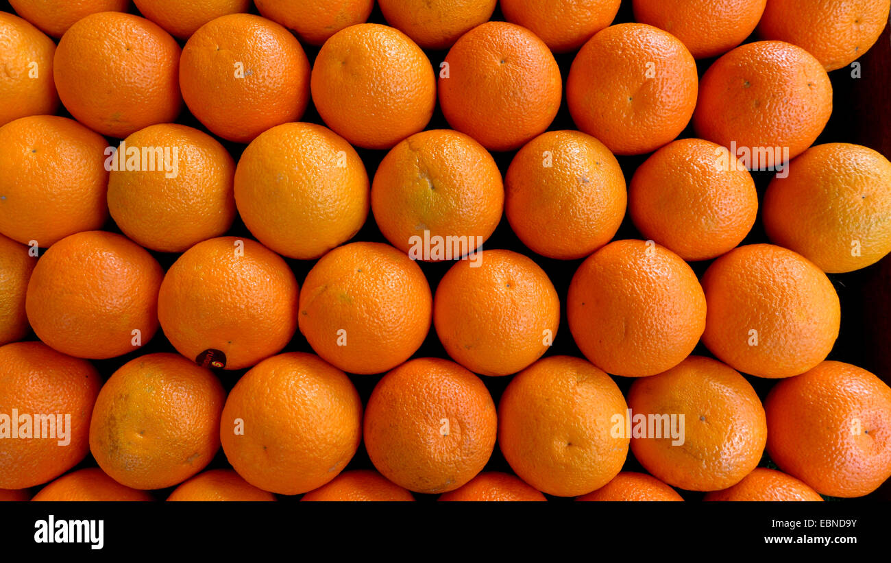 Orange (Citrus Sinensis), Früchte mit Orangen, Deutschland anzeigen Stockfoto