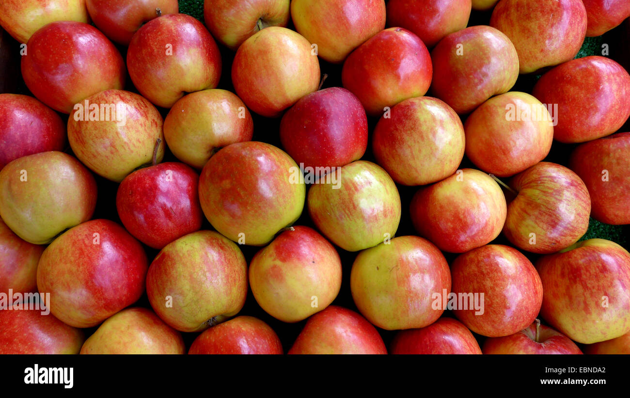 Apfel (Malus Domestica), einheitliche Tafeläpfel auf Obst Display, Deutschland Stockfoto