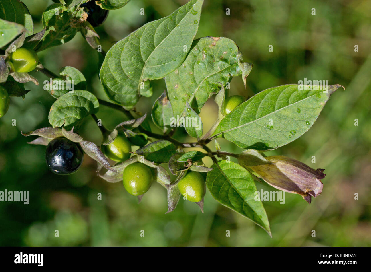 Tollkirsche (Atropa Bella-Donna, Atropa Belladonna), Blumen und Früchte, Oberbayern, Oberbayern, Bayern, Deutschland Stockfoto