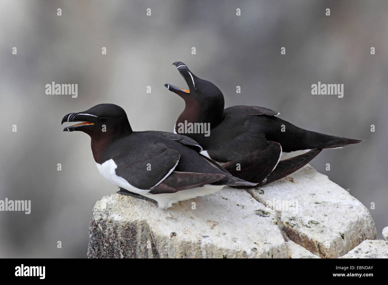 Tordalk (Alca Torda), zwei Rasierer Rechnungen auf einem Felsen, Vereinigtes Königreich, England, Farne Islands, Grundnahrungsmittel Insel Stockfoto