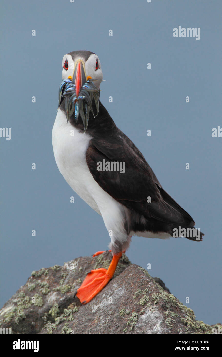 Papageitaucher, gemeinsame Papageientaucher (Fratercula Arctica), mit Gefangenen Sandaalen in Rechnung, Vereinigtes Königreich, England, Isle Of May Stockfoto