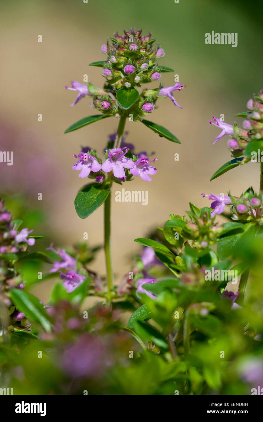 Breitblättrigen Thymian, Dot Wells kriechend Thymian, große Thymian, Zitronenthymian, Mutter von Thymian, wilder Thymian (Thymus Pulegioides), Blütenstand, Schweiz Stockfoto