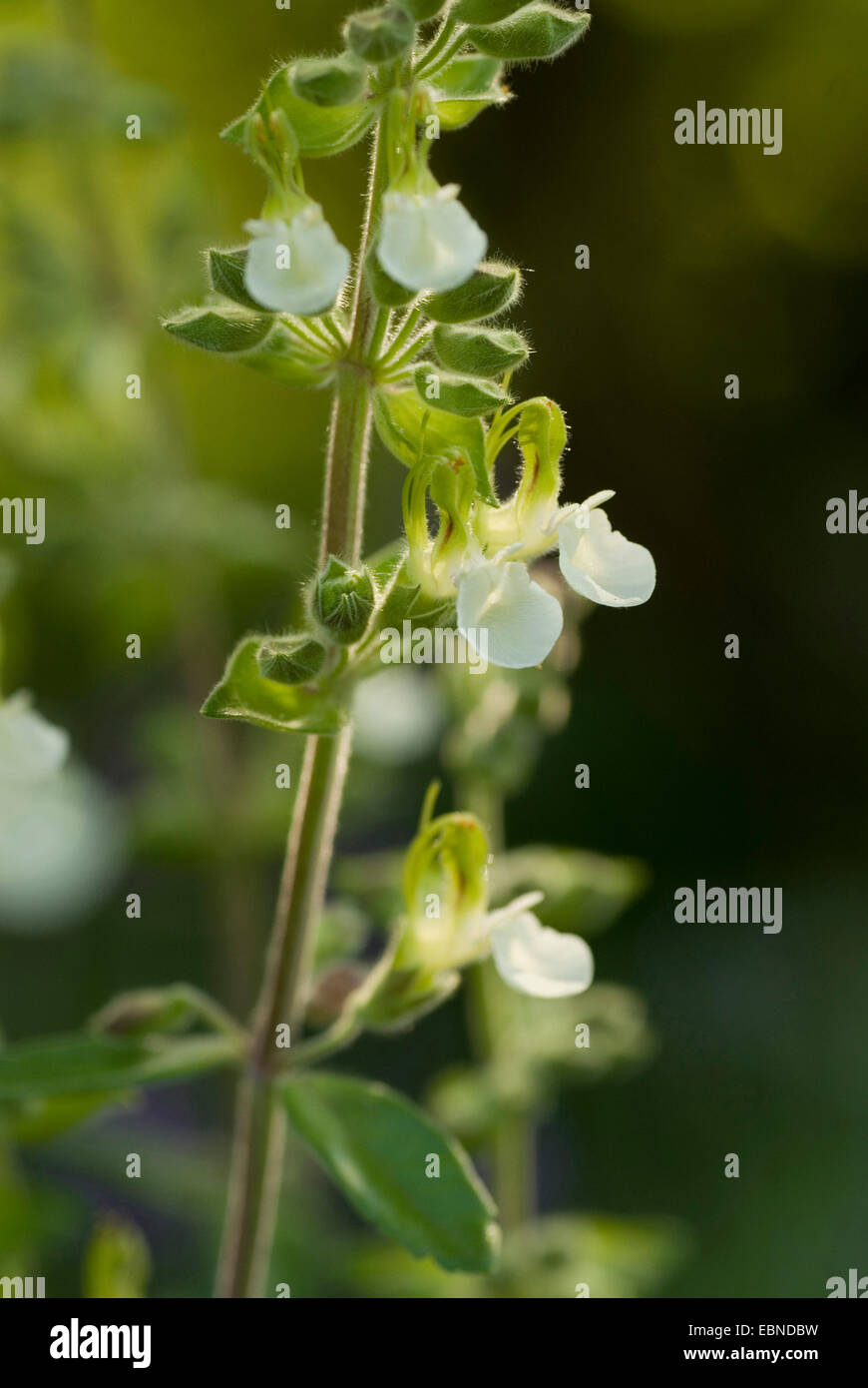 Yello-Gamander (Teucrium Flavum), blühen Stockfoto