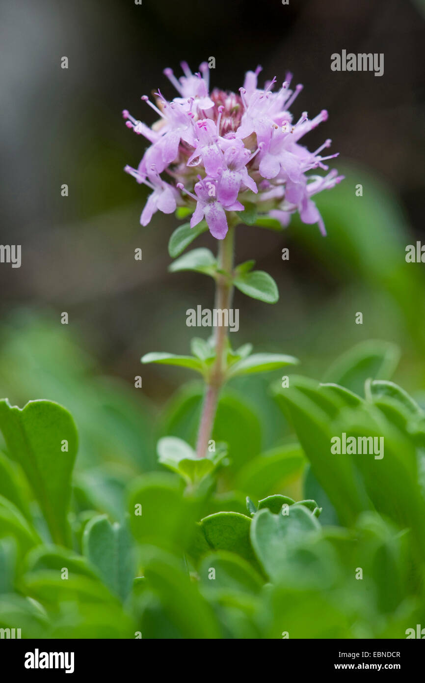 Breitblättrigen Thymian, Dot Wells kriechend Thymian, große Thymian, Zitronenthymian, Mutter von Thymian, wilder Thymian (Thymus Pulegioides), Blütenstand, Schweiz Stockfoto