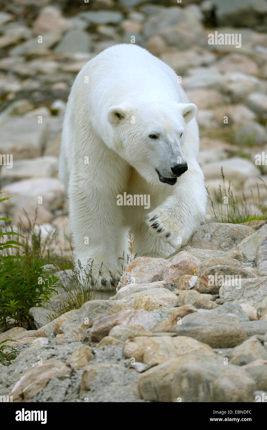 Eisbär (Ursus Maritimus), erwachsenes Weibchen Stockfoto
