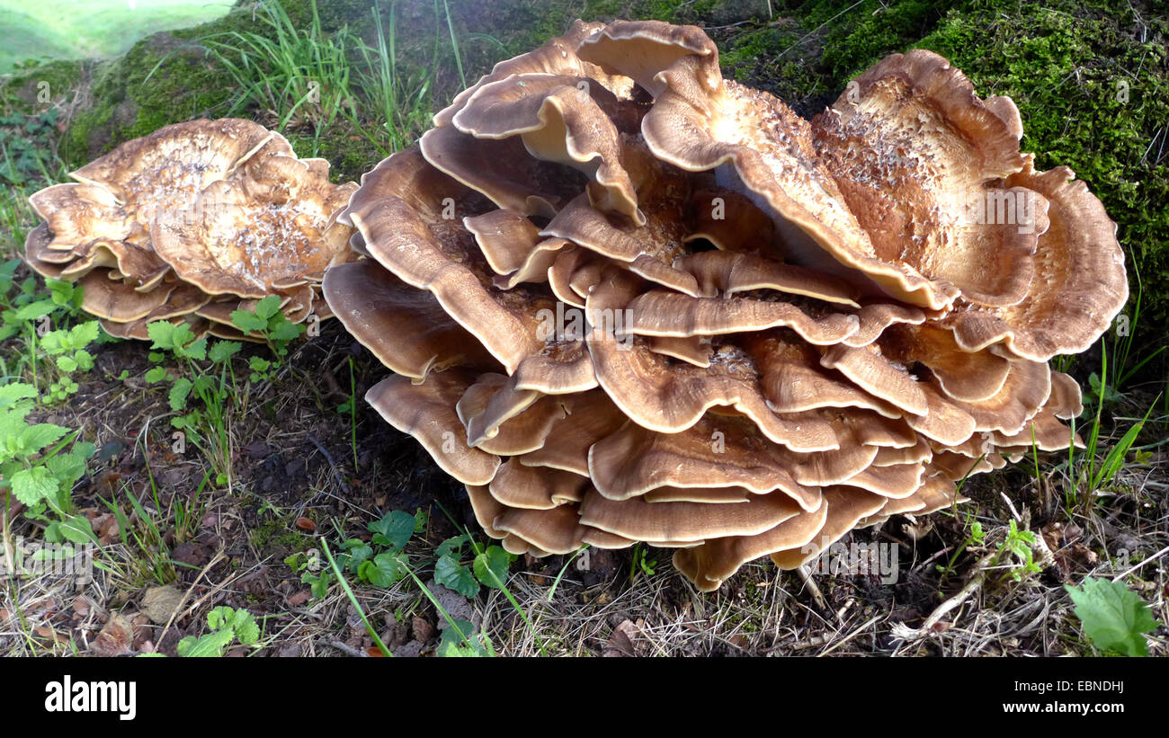 riesige Polypore (Meripilus Giganteus), zwei Fruchtkörper auf Waldboden, Deutschland, Nordrhein-Westfalen, Münsterland Stockfoto