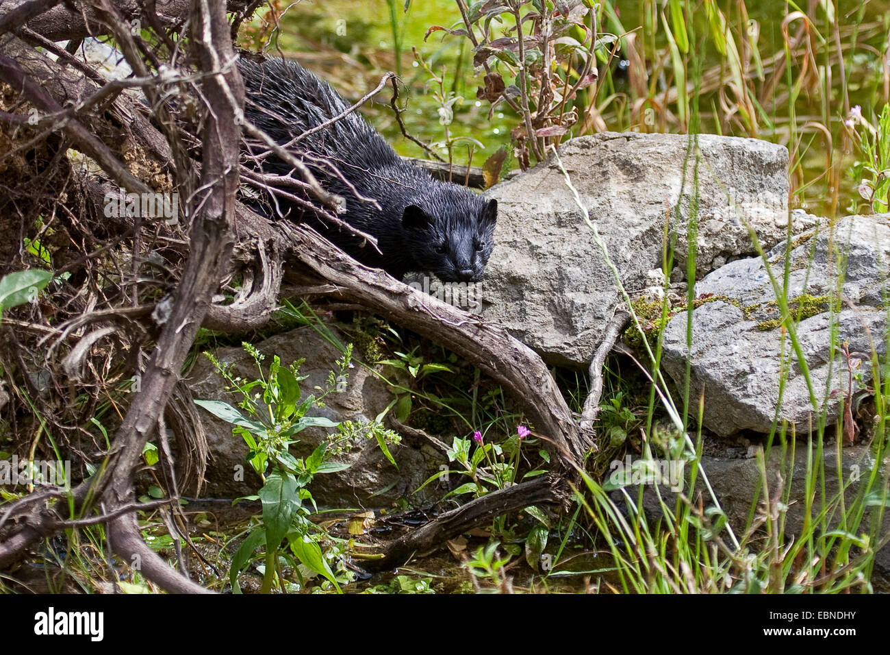 Amerikanischer Nerz (Mustela Vison, Neovison Vison), geht über Steinen Stockfoto