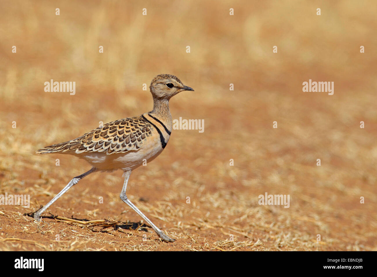 zwei-banded Renner (Rhinoptilus Africanus), laufen, Südafrika, Barberspan Bird Sanctuary Stockfoto