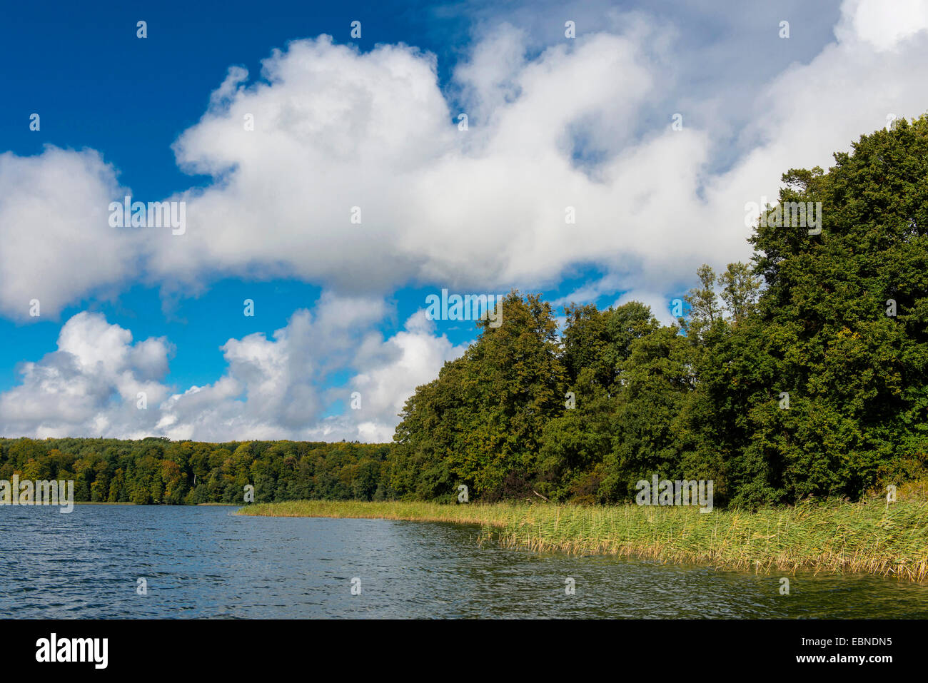 Ufer des See Breiter Luzin mit Schilfgürtel, Deutschland, Mecklenburg-Vorpommern Stockfoto