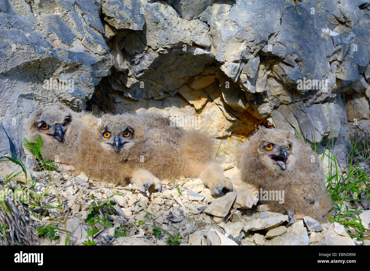 nördlichen Uhu (Bubo Bubo), drei Fledgelings in ihren Adlerhorst, Deutschland, Baden-Württemberg Stockfoto