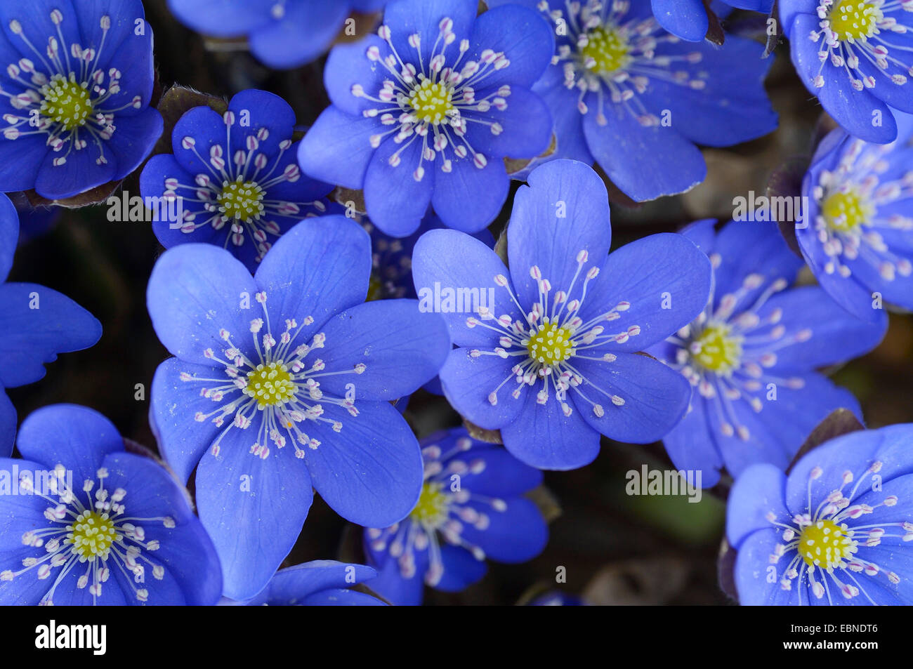 Leberblümchen Liverleaf, amerikanische Lebermoos (Hepatica Nobilis, Anemone Hepatica), einige Blumen, Deutschland, Baden-Württemberg Stockfoto