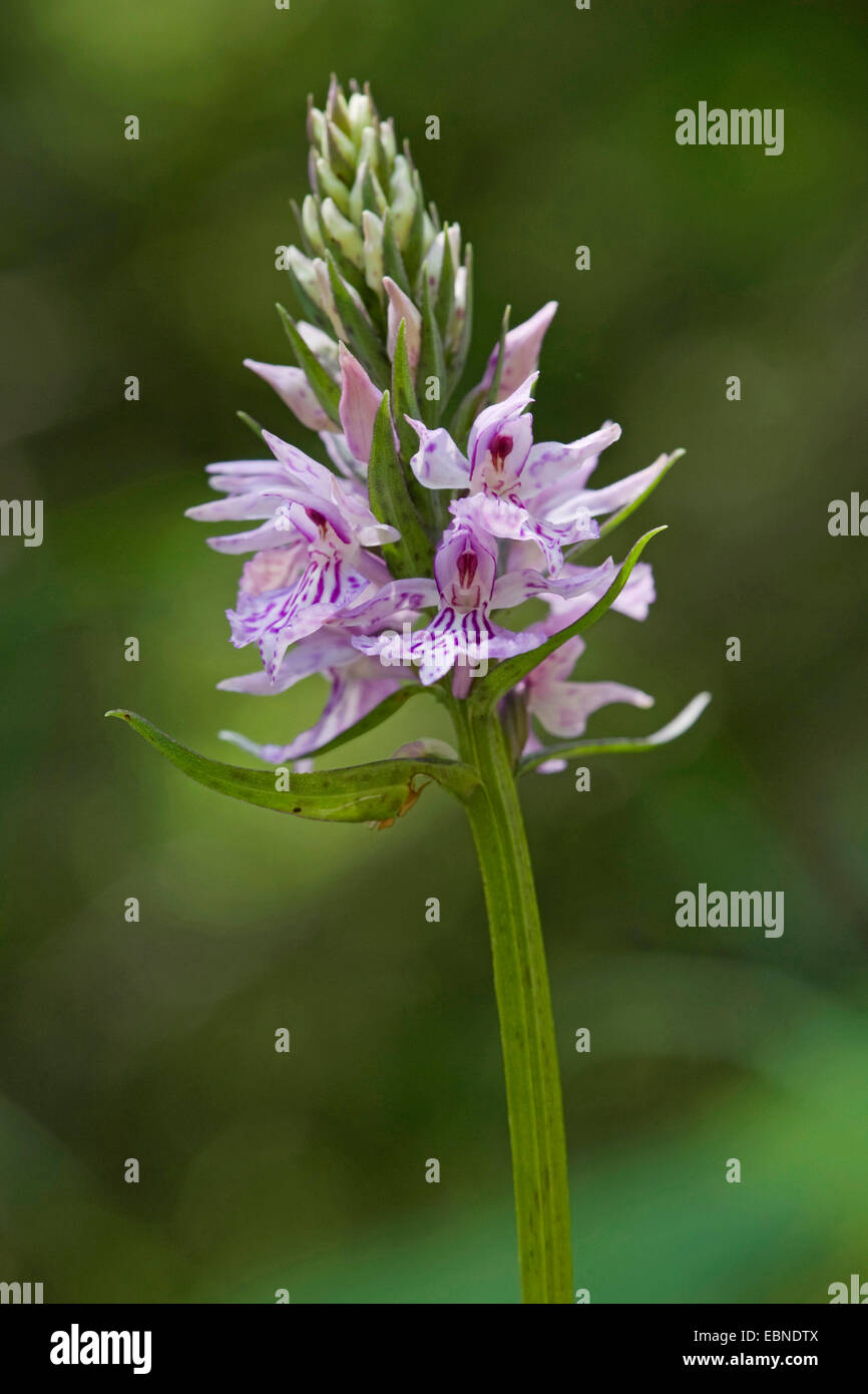 gemeinsamen gesichtet-Orchidee (Dactylorhiza Fuchsii, Dactylorhiza Maculata SSP Fuchsii), Blütenstand, Deutschland Stockfoto