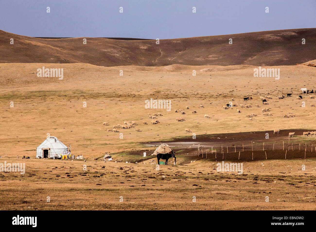 Jurte und Herde von Ziegen und Schafen in weite hügelige Steppe, Kirgisistan, Song Kul, Naryn Stockfoto