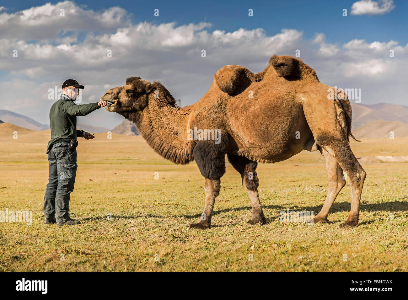 Baktrischen Kamel, zwei bucklig Kamel (Camelus Bactrianus), Mann Fütterung ein Kamel in der Steppe, Kirgisistan, Naryn Stockfoto