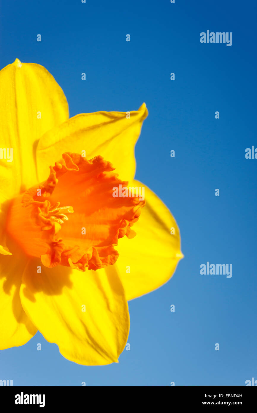 Narzisse gegen blauen Himmel Stockfoto Narzisse gegen blauen Himmel Stockfoto