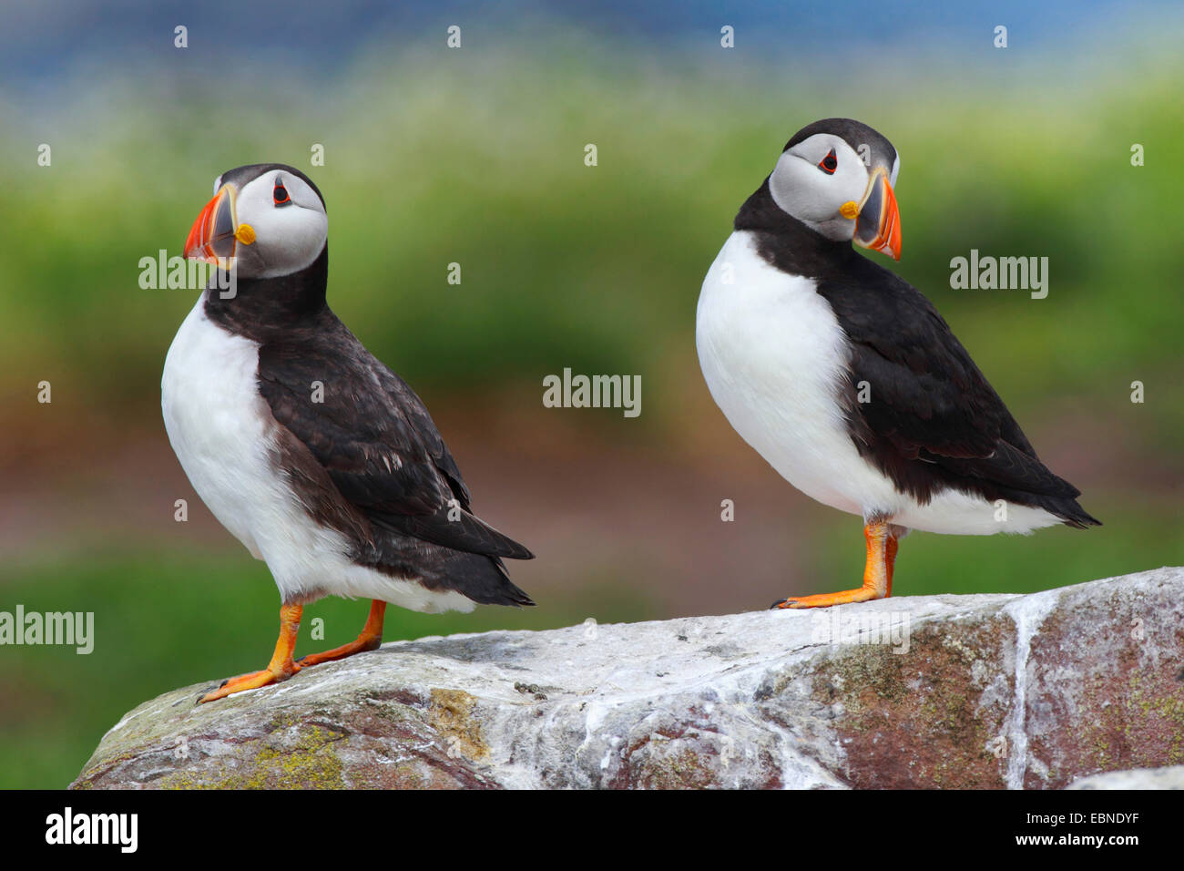 Papageitaucher, gemeinsame Papageientaucher (Fratercula Arctica), zwei Erwachsene Vögel sitzen zusammen auf einem Felsen, Vereinigtes Königreich, England, Farne Islands, Grundnahrungsmittel Insel Stockfoto