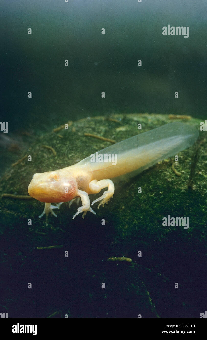 Grasfrosch, Grasfrosch (Rana Temporaria), Metamorphose von der Kaulquappe zum Frosch, Deutschland Stockfoto