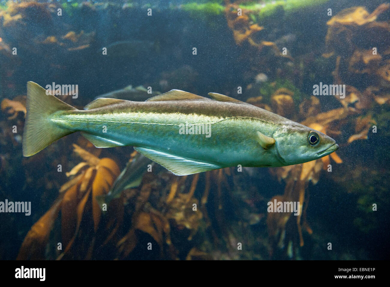 Pollack, grüne Seelachs, Pollack Lythe (Pollachius Pollachius), Schwimmen Stockfoto