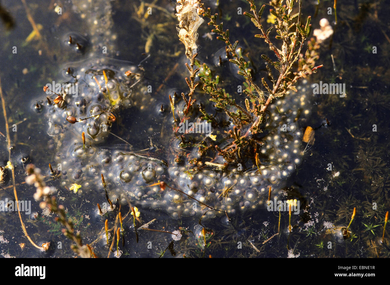 gemeinsamen katzenähnliche, Knoblauch Kröte (Pelobates Fuscus), laichen in eine Wasserfläche, Deutschland Stockfoto