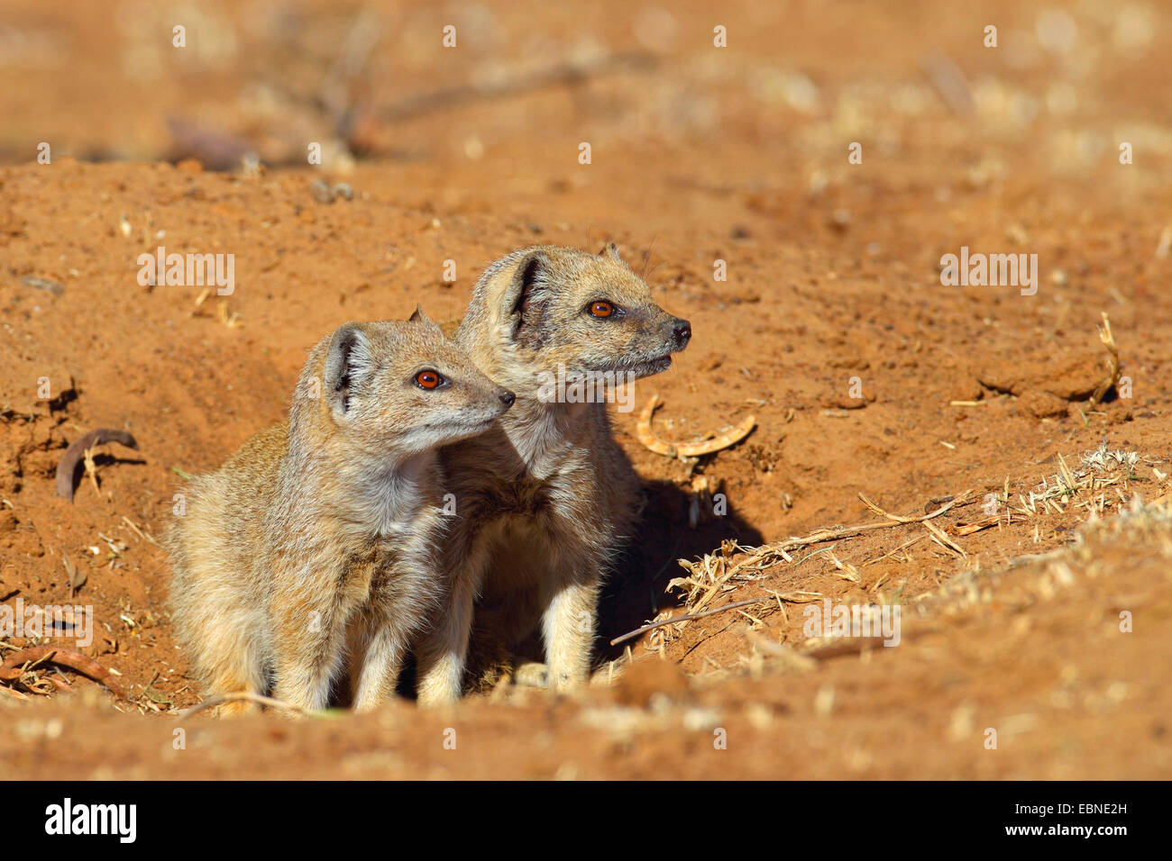 Mungo (Cynictis Penicillata) gelb, paar sitzen vor den Fuchsbau, Südafrika, Barberspan Bird Sanctuary Stockfoto